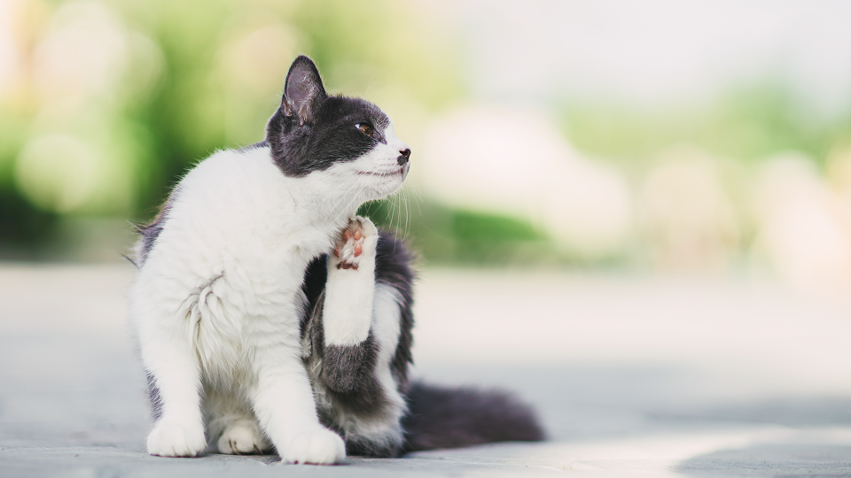 Flea Allergy Dermatitis in Cats Symptoms  Care
