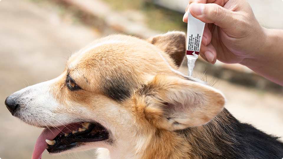 Choosing the Right Flea Treatment for Your Dogs Breed and Size