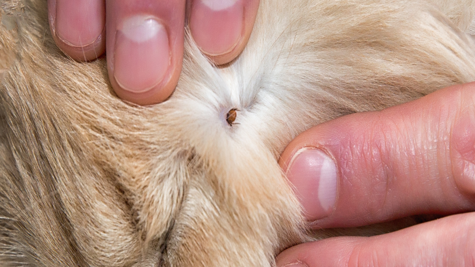 TickBorne Diseases in Dogs  Cats Symptoms Treatment and Prevention